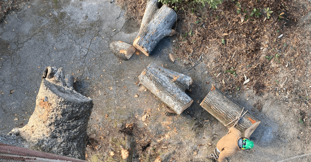 Does my tree need to be removed