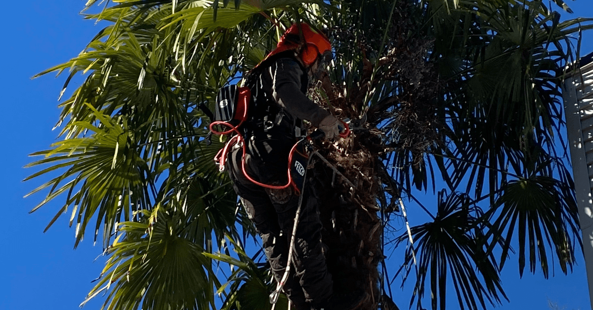 Tree Pruning Trimming