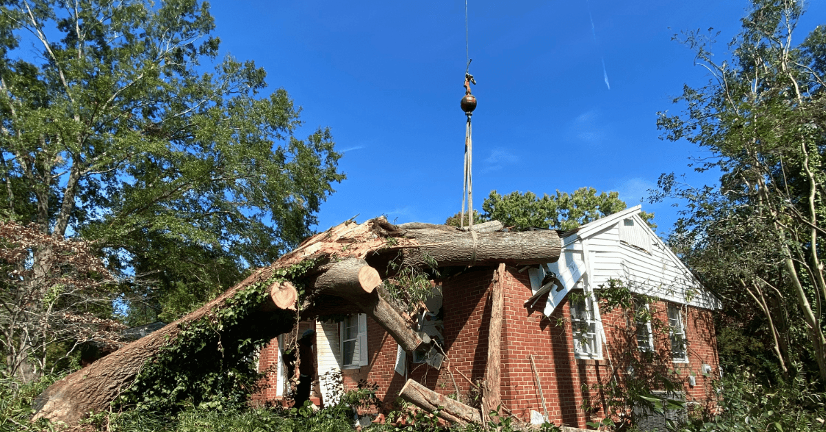 getting the trees off my house