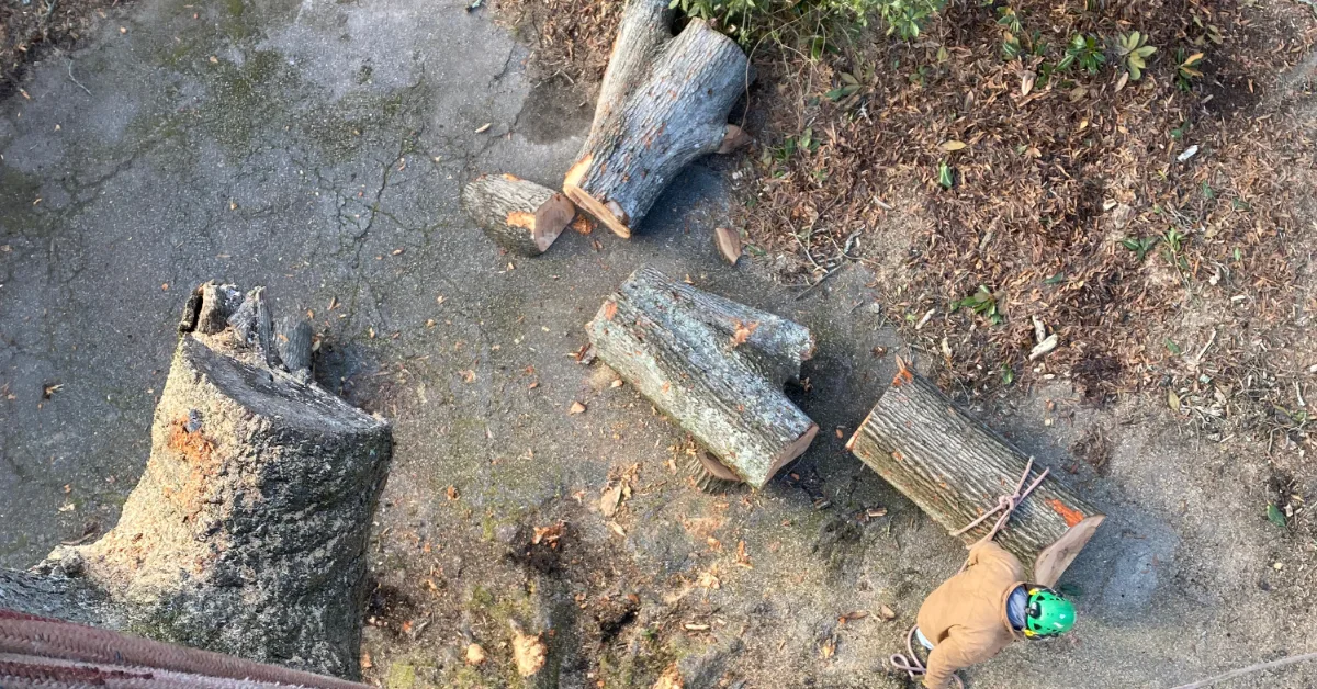 Does my tree need to be removed