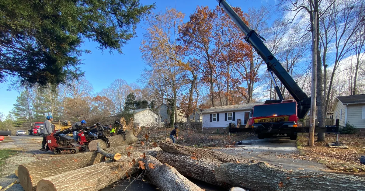Tree Removal